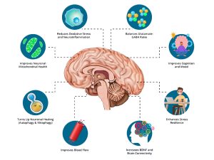Neural Autophagy